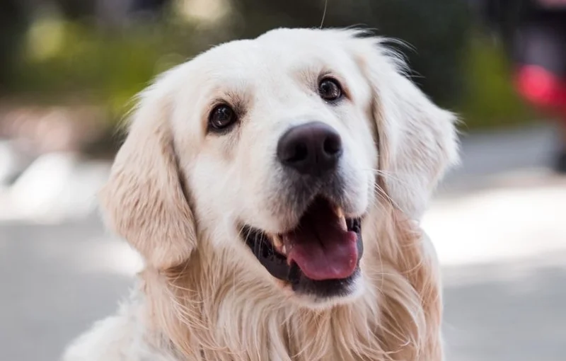 pet